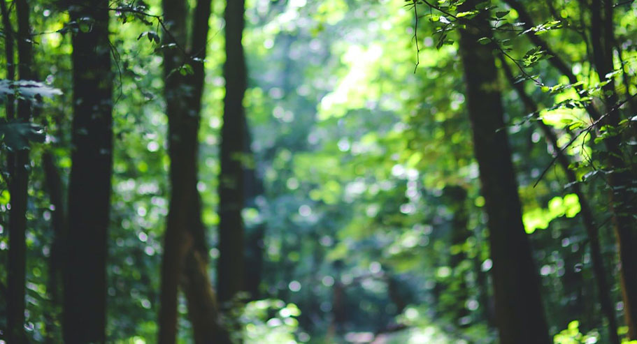 Jiaxing Xuanyi การค้าระหว่างประเทศจำกัด