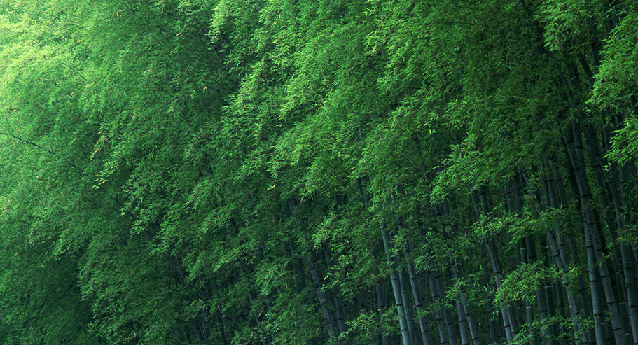 Jiaxing Xuanyi การค้าระหว่างประเทศจำกัด